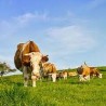 Animal-Derived Ingredients
