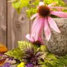 Phytoceutical  Ingredients