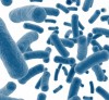 Probiotics