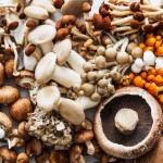 Mushroom Powder Extracts