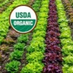 Organic Herbal Powders